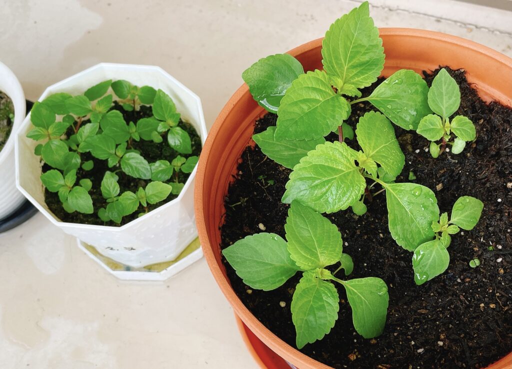 袋のまま栽培 培養土を買って青じその植え替えをしたよ ここちログーアラフィフ主婦の週末農作業と日々の記録ー